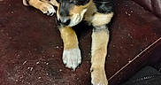 Cozmo is registered to the contest to win money with this photo: animal, black_and_tan, canine, closeup, curious, cute, dog, domestic_animal, fur, indoor, leather_couch, living_room, paws, person_arm, pet, puppy, resting, seated, small_dog, young_dog