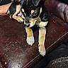 animal, black_and_tan, canine, closeup, curious, cute, dog, domestic_animal, fur, indoor, leather_couch, living_room, paws, person_arm, pet, puppy, resting, seated, small_dog, young_dog