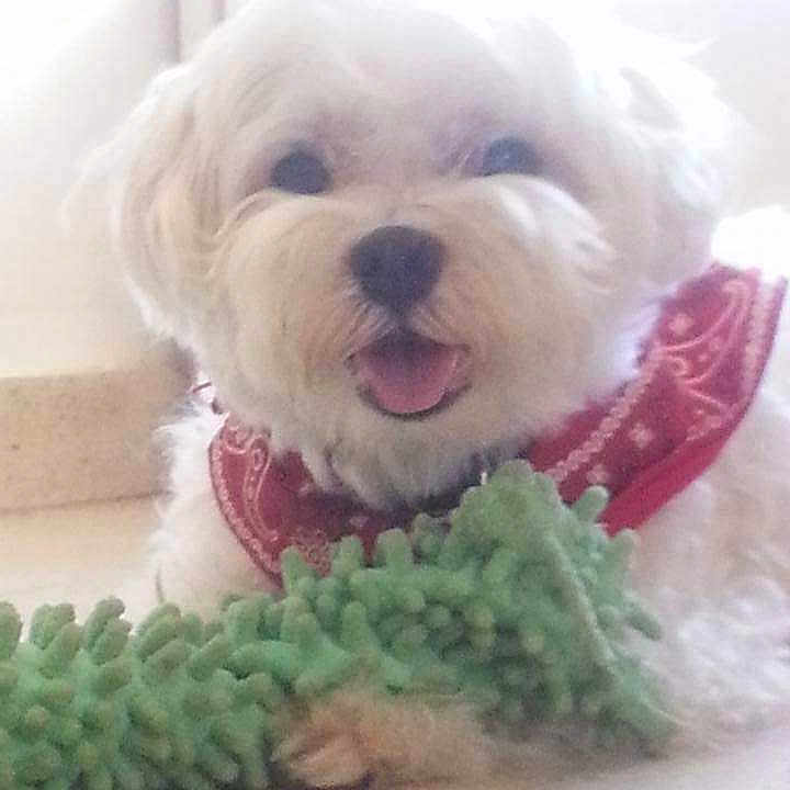 Snowy is registered to the contest to win money with this photo: canidae, carnivore, companion_dog, dog, dog_breed, dog_collar, dog_supply, fur, linens, maltepoo, non_sporting_group, plant, puppy_love, small_terrier, smile, snout, sporting_group, toy, toy_dog, working_animal