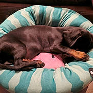 Pixie participe au concours pour gagner de l'argent avec cette photo : puppy, dog, sleeping, bed, pet_bed, cozy, indoor, brown_dog, small_dog, resting, canine, cute, animal, domestic_animal, fur, paw, curled_up, relaxation, comfort, striped_bed