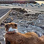 Floky a rejoint le concours — aidez-le/la à gagner de superbes lots ! animal, boats, brown, calm, dog, fur, harbor, landscape, nature, outdoor, pet, quiet, relaxation, rocks, sand, serene, sky, sunset, water, white