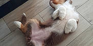 Floky participe au concours pour gagner de l'argent avec cette photo : animal, canine, cat, dog, electronics, furniture, hardwood, hound, husky, indoors, interiordesign, kitten, manx, person, pet, plywood, puppy, sleeping, table, wood