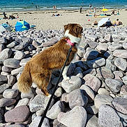 Floky participe au concours pour gagner de l'argent avec cette photo : beach, blue_sky, collar, dog, leash, nature, ocean, outdoor, people, pet, relaxing, rocks, sand, shore, summer, sunny, umbrella, vacation, walking, waves