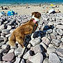 beach, blue_sky, collar, dog, leash, nature, ocean, outdoor, people, pet, relaxing, rocks, sand, shore, summer, sunny, umbrella, vacation, walking, waves