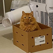 Biscuit a rejoint le concours — aidez-le/la à gagner de superbes lots ! cat, orange_cat, cardboard_box, indoor, pet, feline, curious, fluffy, animal, household, appliance, floor, container, domestic, cute, sitting, looking, fur, whiskers, ears