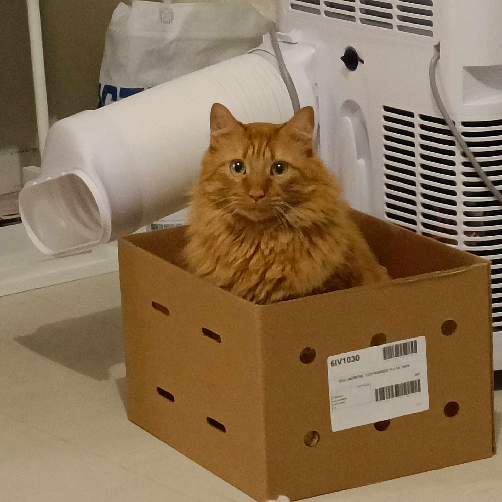 Biscuit a rejoint le concours — aidez-le/la à gagner de superbes lots ! cat, orange_cat, cardboard_box, indoor, pet, feline, curious, fluffy, animal, household, appliance, floor, container, domestic, cute, sitting, looking, fur, whiskers, ears
