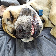 Pupu joined the competition — help win amazing prizes! dog, close_up, lying_down, teeth, fur, brown, black_nose, collar, blue_tag, pet, sleepy, relaxed, indoor, blanket, texture, animal, canine, snout, whiskers, resting
