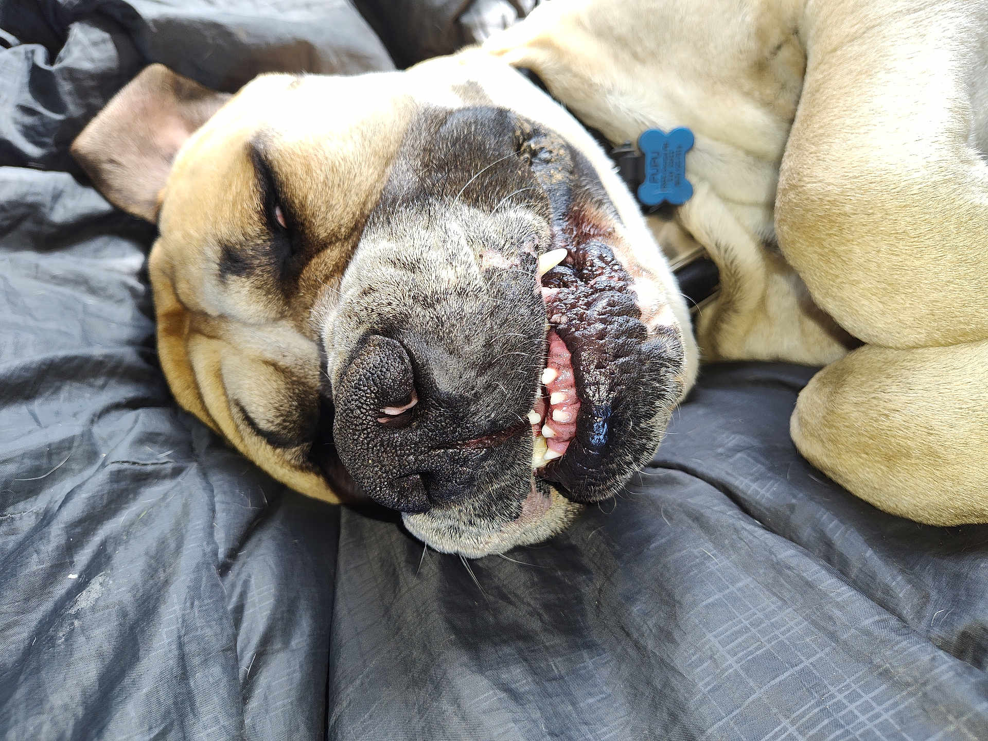 Pupu joined the competition — help win amazing prizes! dog, close_up, lying_down, teeth, fur, brown, black_nose, collar, blue_tag, pet, sleepy, relaxed, indoor, blanket, texture, animal, canine, snout, whiskers, resting