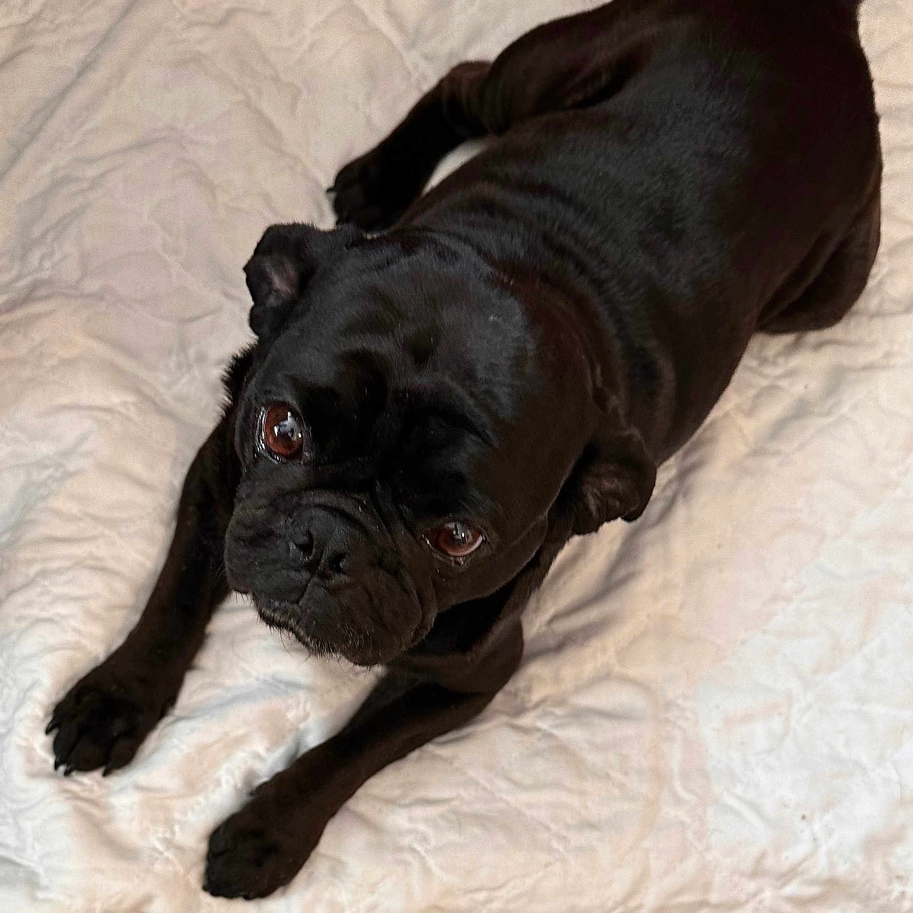 Cash joined the competition — help win amazing prizes! animal, bulldog, canine, dog, frenchbulldog, pet, pitbull, pug, puppy, snout