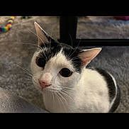 Bean is registered to the contest to win money with this photo: cat, black_and_white, pet, whiskers, pink_nose, indoor, carpet, close_up, portrait, ears, big_eyes, curious, feline, looking_up, toy, cozy, household, sitting, soft_light, playful