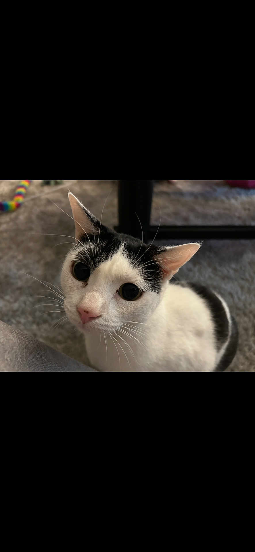 Bean is registered to the contest to win money with this photo: cat, black_and_white, pet, whiskers, pink_nose, indoor, carpet, close_up, portrait, ears, big_eyes, curious, feline, looking_up, toy, cozy, household, sitting, soft_light, playful