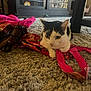 cat, black_and_white_cat, pet, indoor, rug, carpet, scarf, pink, high_heels, shoes, living_room, furniture, tv_stand, table_leg, paws, whiskers, portrait, cozy, domestic_animal, floor