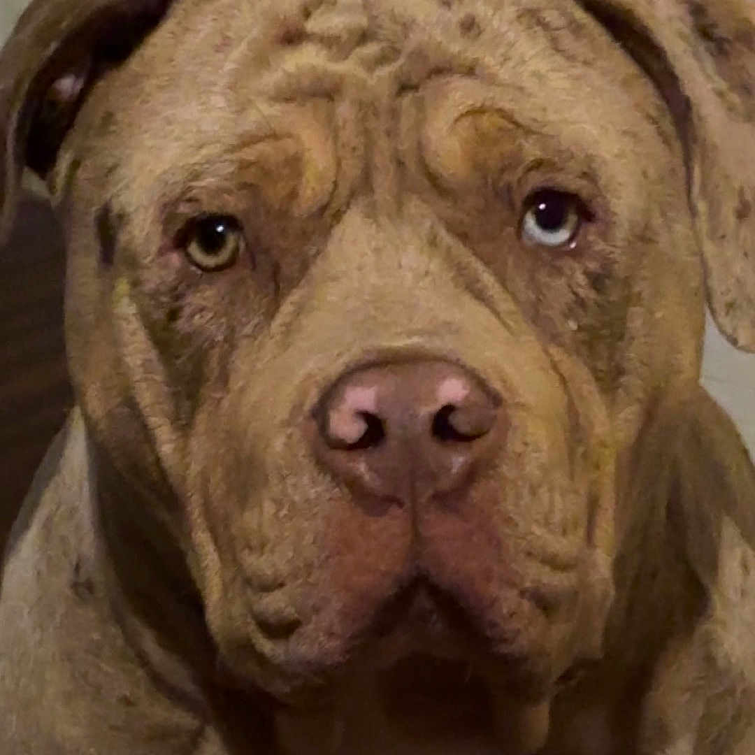 Peanut Butter Krunch is registered to the contest to win money with this photo: animal, boxer, bulldog, canine, dog, frenchbulldog, pet, pitbull, puppy, snout