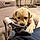 Pixel