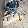 Pixel participe au concours pour gagner de l'argent avec cette photo : dog, puppy, lying_down, belly_up, relaxed, sleepy, pet, green_collar, laundry_basket, clothing, plush_toy, pet_crate, indoor, wood_floor, living_room, couch, cream_fur, floppy_ears, playful, portrait