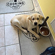 Pixel participe au concours pour gagner de l'argent avec cette photo : puppy, dog, labrador, yellow_labrador, pet, animal, lying_down, indoors, kitchen, tile_floor, food_bowl, water_bowl, kibble, mat, rug, cooking_theme, home, wall, blue_shoe, portrait