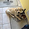 puppy, dog, labrador, yellow_labrador, pet, animal, lying_down, indoors, kitchen, tile_floor, food_bowl, water_bowl, kibble, mat, rug, cooking_theme, home, wall, blue_shoe, portrait