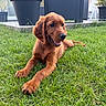 Benko Ace participe au concours pour gagner de l'argent avec cette photo : dog, puppy, golden_retriever, grass, outdoor, garden, plant_pot, furniture, lawn, pet, animal, canine, summer, backyard, relaxing, cute, playful, mammal, young, sunlight
