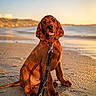 Benko Ace a rejoint le concours — aidez-le/la à gagner de superbes lots ! dog, puppy, beach, sand, leash, sunset, water, sea, outdoor, pet, animal, canine, golden_hour, nature, young_dog, sitting, sunlight, coast, cute, portrait