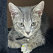 Zippy joined the competition — help win amazing prizes! kitten, gray_tabby, cat, close_up, paw, nail_caps, bell_collar, whiskers, ears, fur, pet, animal, domestic_cat, looking, resting, cute, young_cat, indoor, feline, portrait
