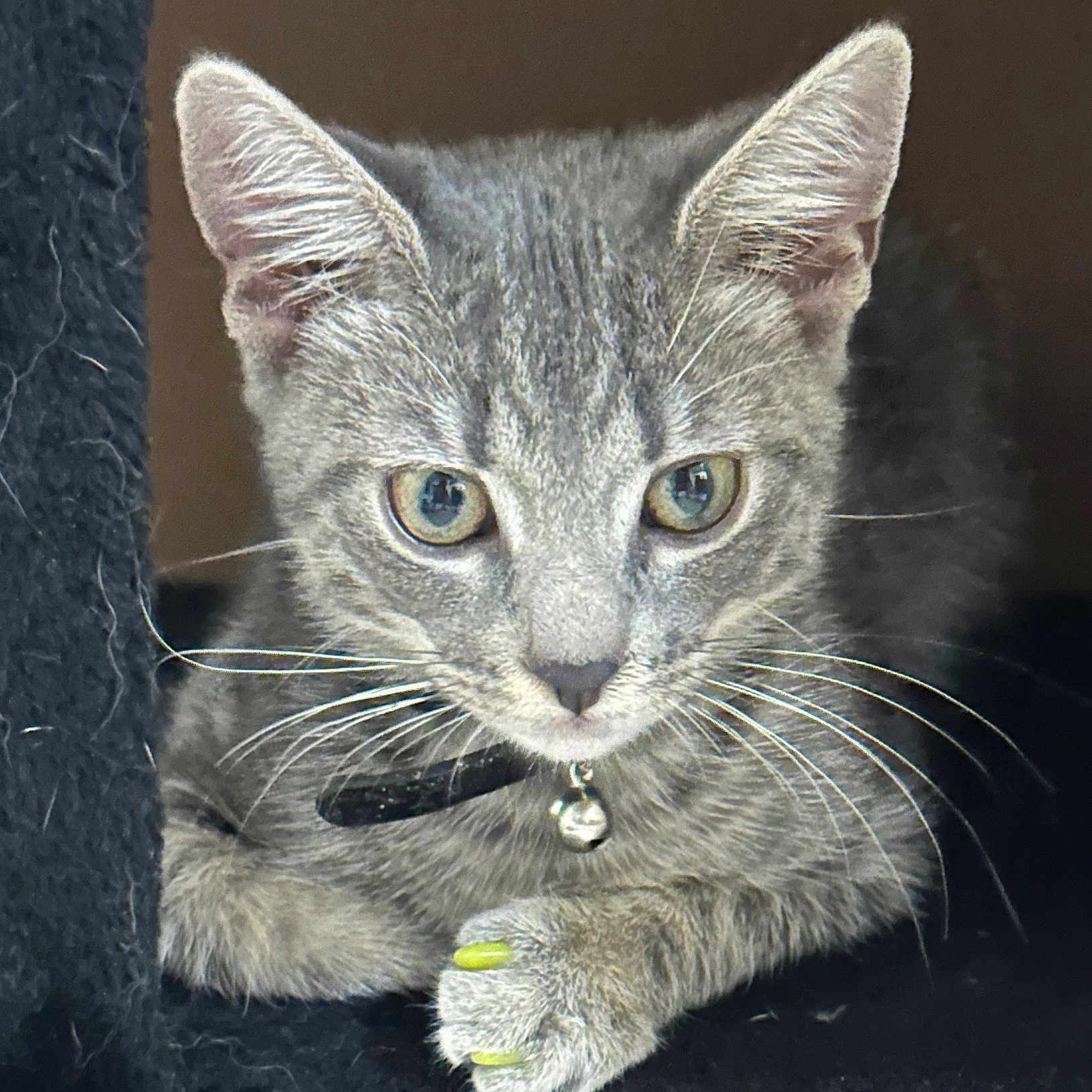 Zippy joined the competition — help win amazing prizes! animal, bell_collar, cat, close_up, cute, domestic_cat, ears, feline, fur, gray_tabby, indoor, kitten, looking, nail_caps, paw, pet, portrait, resting, whiskers, young_cat