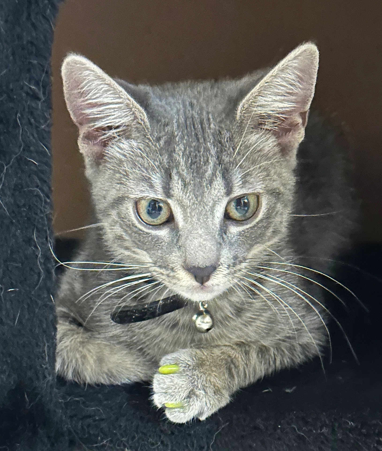 Zippy joined the competition — help win amazing prizes! kitten, gray_tabby, cat, close_up, paw, nail_caps, bell_collar, whiskers, ears, fur, pet, animal, domestic_cat, looking, resting, cute, young_cat, indoor, feline, portrait