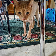 Duke joined the competition — help win amazing prizes! cat, indoor, floor, carpet, chair, metal, furniture, pet, animal, curious, closeup, whiskers, ears, paws, shiny, patterned_rug, domestic, household, exploring, living_room