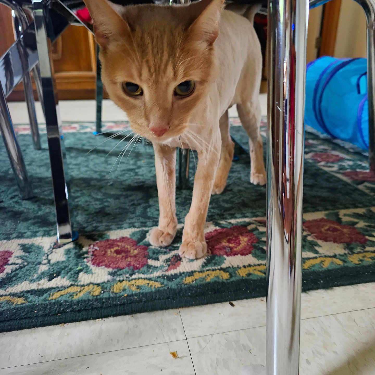 Duke joined the competition — help win amazing prizes! animal, carpet, cat, chair, closeup, curious, domestic, ears, exploring, floor, furniture, household, indoor, living_room, metal, patterned_rug, paws, pet, shiny, whiskers