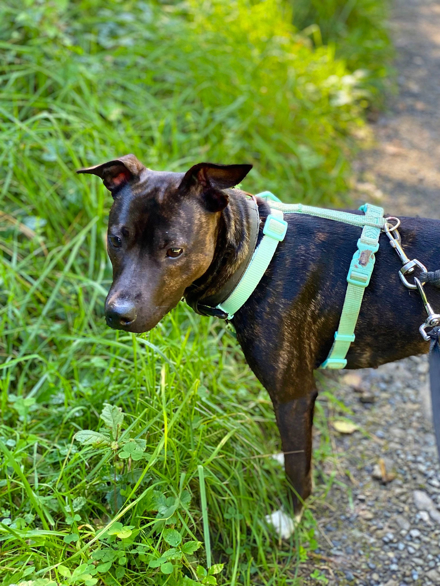 Ohana a rejoint le concours — aidez-le/la à gagner de superbes lots ! canidae, carnivore, collar, companion_dog, dog, dog_breed, dog_collar, dog_supply, fashion_accessory, fawn, grass, groundcover, leash, pet_supply, plant, snout, sporting_group, terrestrial_animal, terrestrial_plant, working_animal