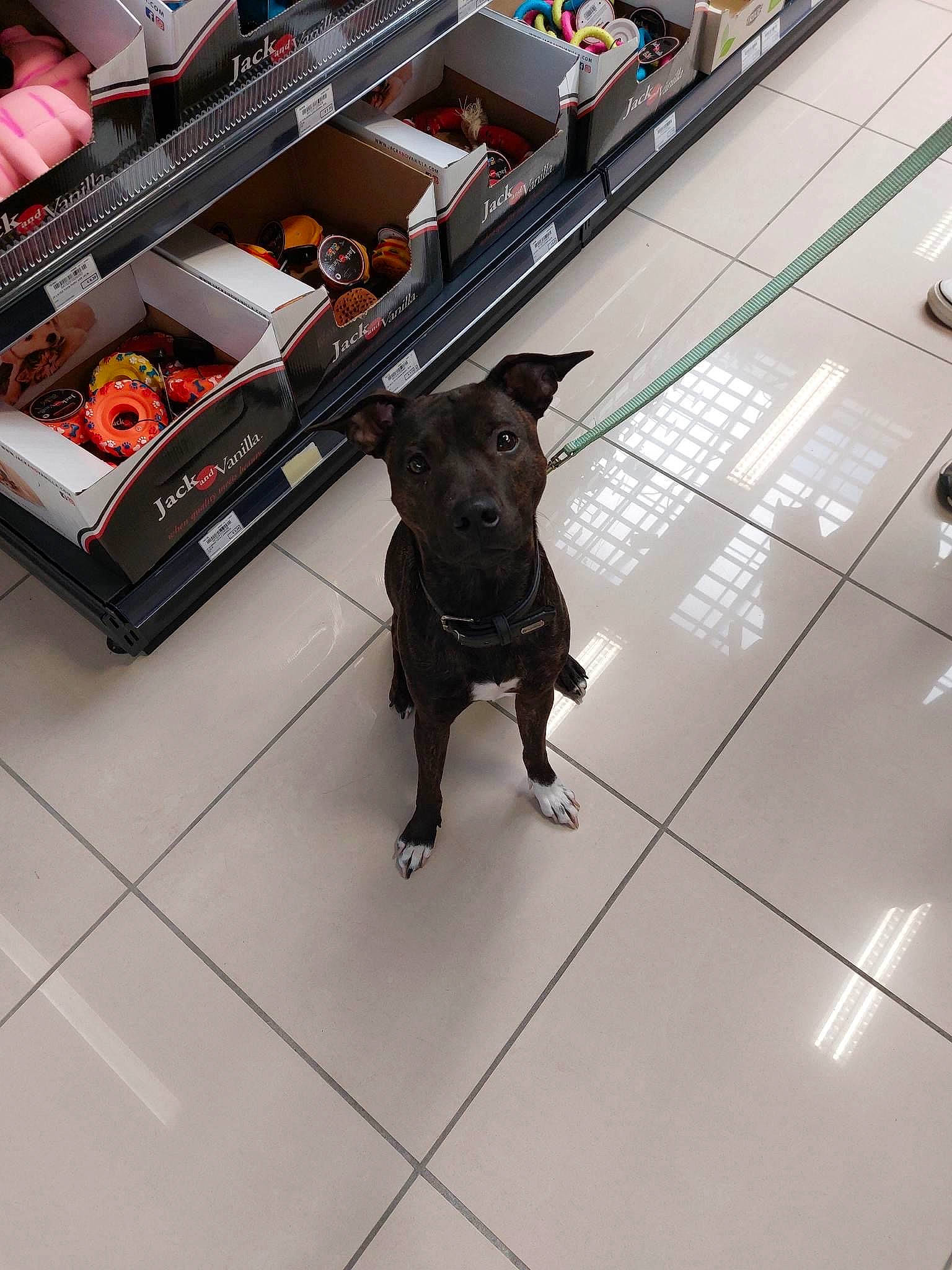 Ohana a rejoint le concours — aidez-le/la à gagner de superbes lots ! canidae, carnivore, companion_dog, convenience_store, dog, dog_breed, drawer, floor, flooring, hardwood, machine, metal, retail, shelf, shelving, sporting_group, tail, tile, working_animal