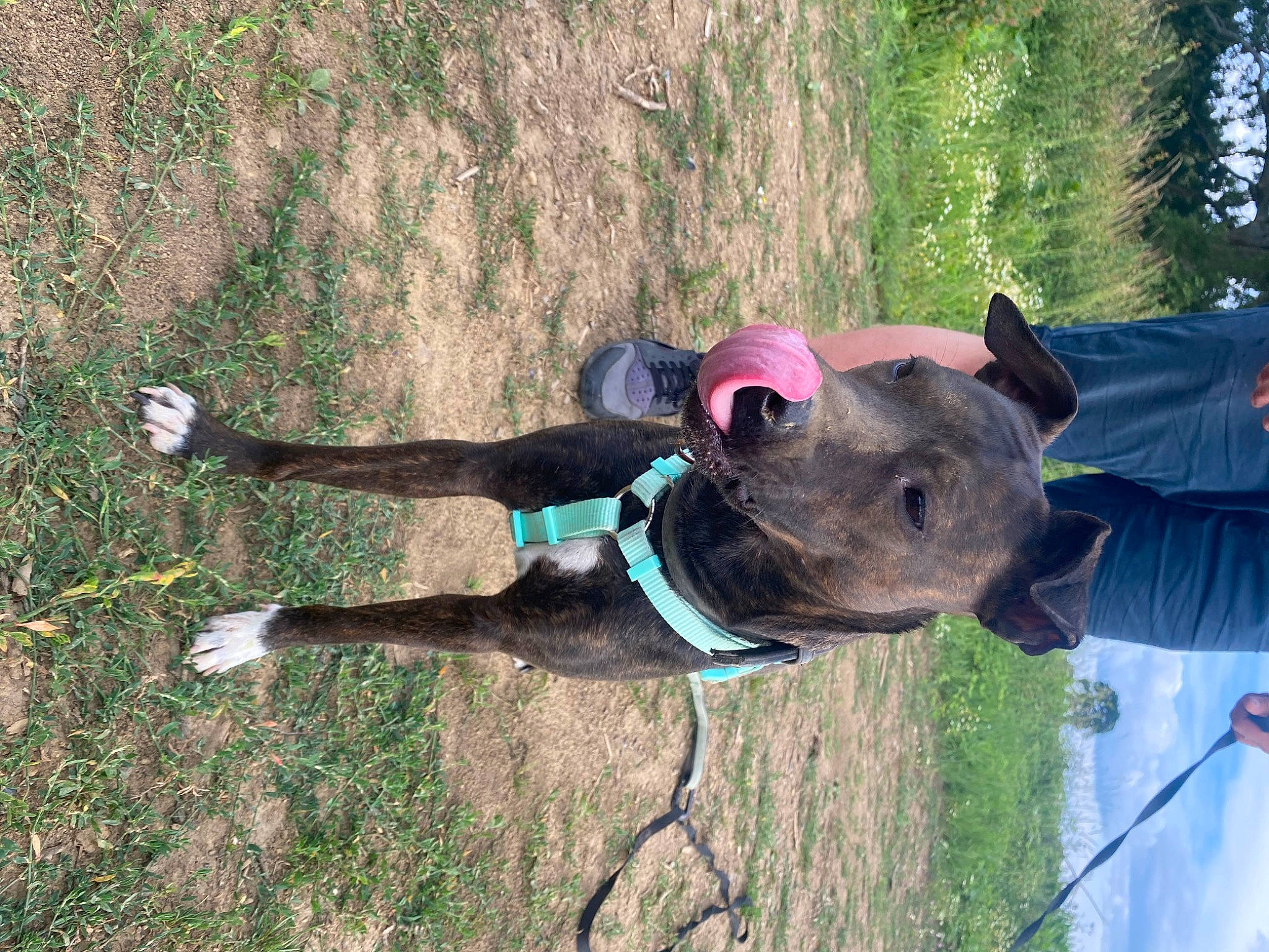 Ohana a rejoint le concours — aidez-le/la à gagner de superbes lots ! adventure, canidae, carnivore, collar, dog, dog_breed, dog_collar, dog_supply, fashion_accessory, fawn, grass, leash, liver, pet_supply, plant, snout, sporting_group, tail, tree, working_animal