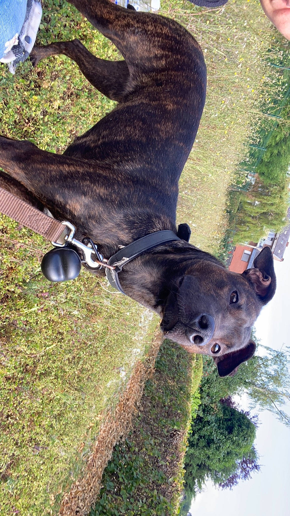 Ohana a rejoint le concours — aidez-le/la à gagner de superbes lots ! bovine, bridle, canidae, collar, dog, dog_breed, dog_collar, fawn, grass, pack_animal, plant, sculpture, snout, sporting_group, stallion, tail, terrestrial_animal, tree, trunk, working_animal