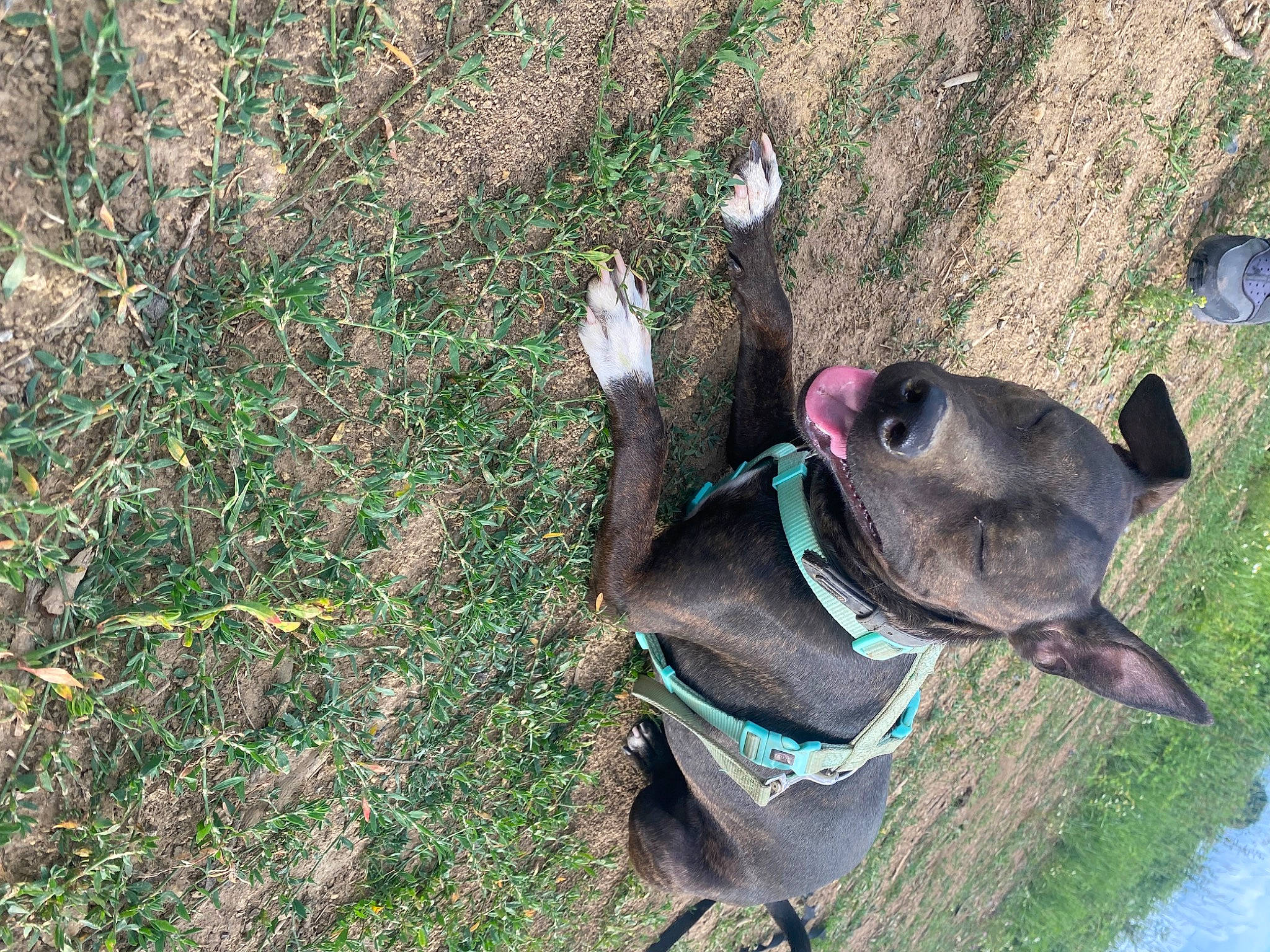 Ohana a rejoint le concours — aidez-le/la à gagner de superbes lots ! canidae, carnivore, collar, companion_dog, dog, dog_breed, dog_collar, dog_supply, fashion_accessory, fawn, grass, leash, liver, pet_supply, plant, snout, sporting_group, tail, terrestrial_animal, working_animal