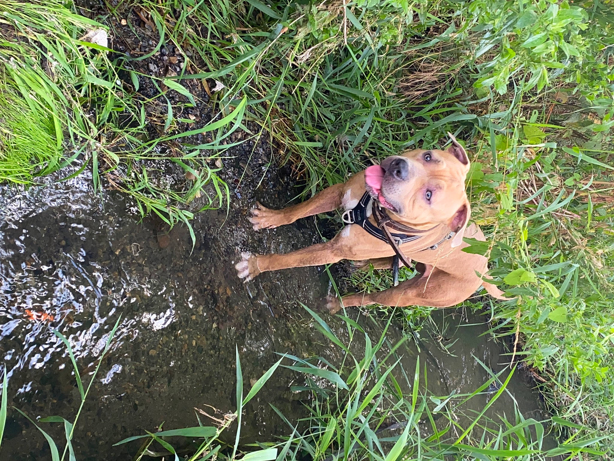 Brutus a rejoint le concours — aidez-le/la à gagner de superbes lots ! canidae, carnivore, dog, dog_breed, fawn, grass, grassland, groundcover, landscape, organism, people_in_nature, plant, plant_community, prairie, soil, sporting_group, terrestrial_animal, water, wildlife, wood