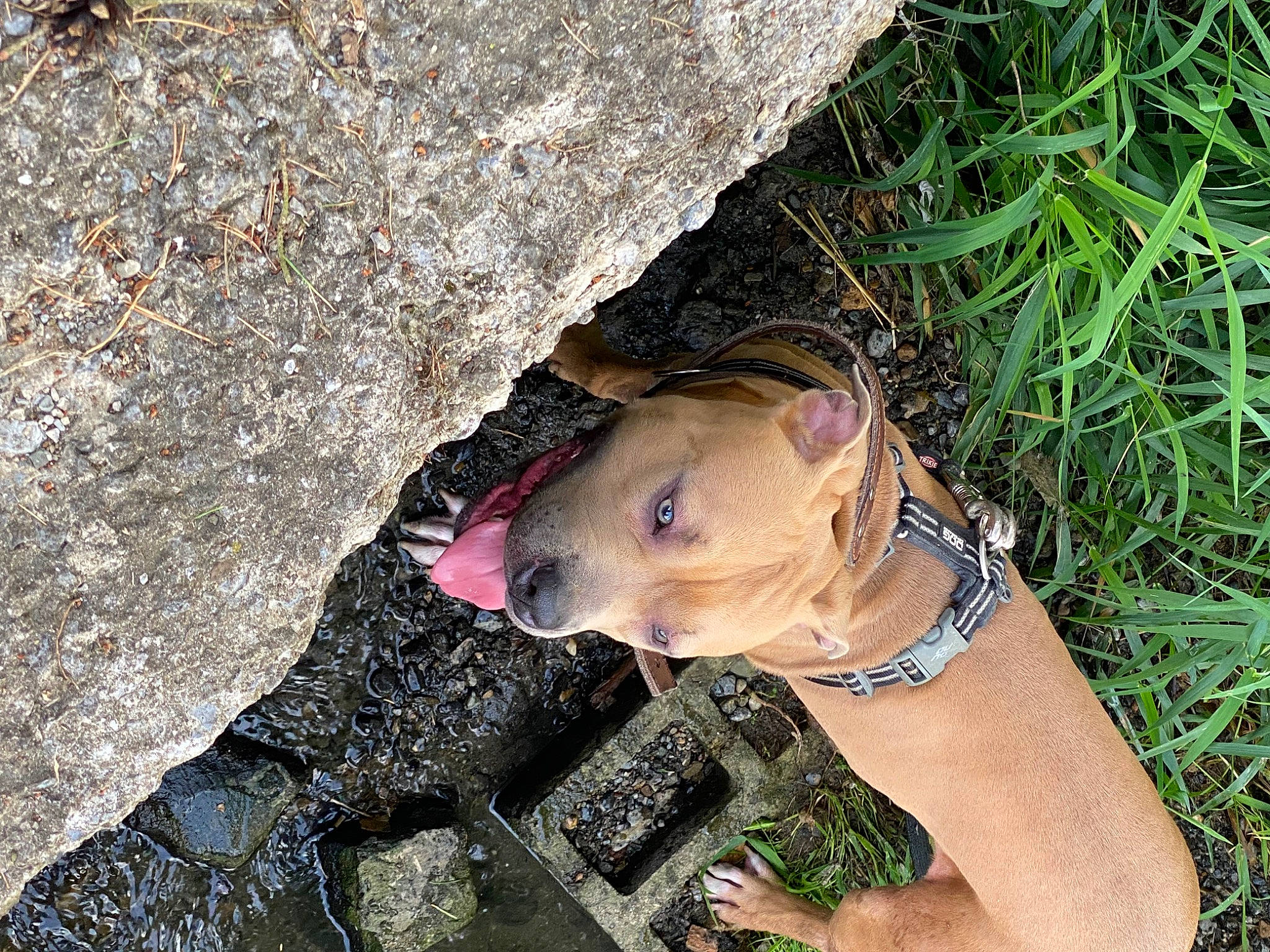 Brutus a rejoint le concours — aidez-le/la à gagner de superbes lots ! adventure, bedrock, carnivore, dog, dog_breed, eyewear, fashion_accessory, fawn, grass, liver, personal_protective_equipment, plant, recreation, rock, snout, soil, sporting_group, sunglasses, terrestrial_animal, wood