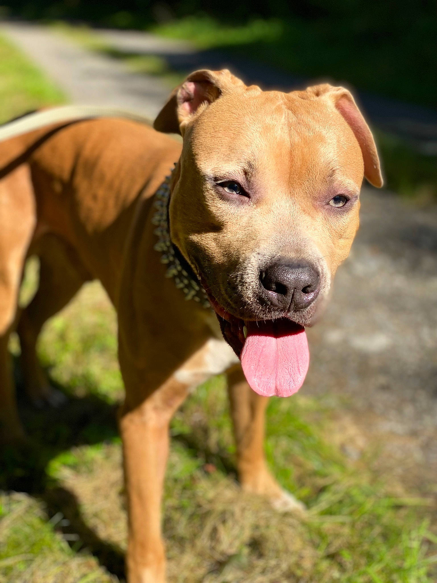 Brutus participe au concours pour gagner de l'argent avec cette photo : canidae, carnivore, collar, companion_dog, dog, dog_breed, dog_clothes, dog_collar, dog_supply, fawn, grass, guard_dog, pet_supply, snout, soil, sporting_group, terrestrial_animal, whiskers, working_animal, working_dog