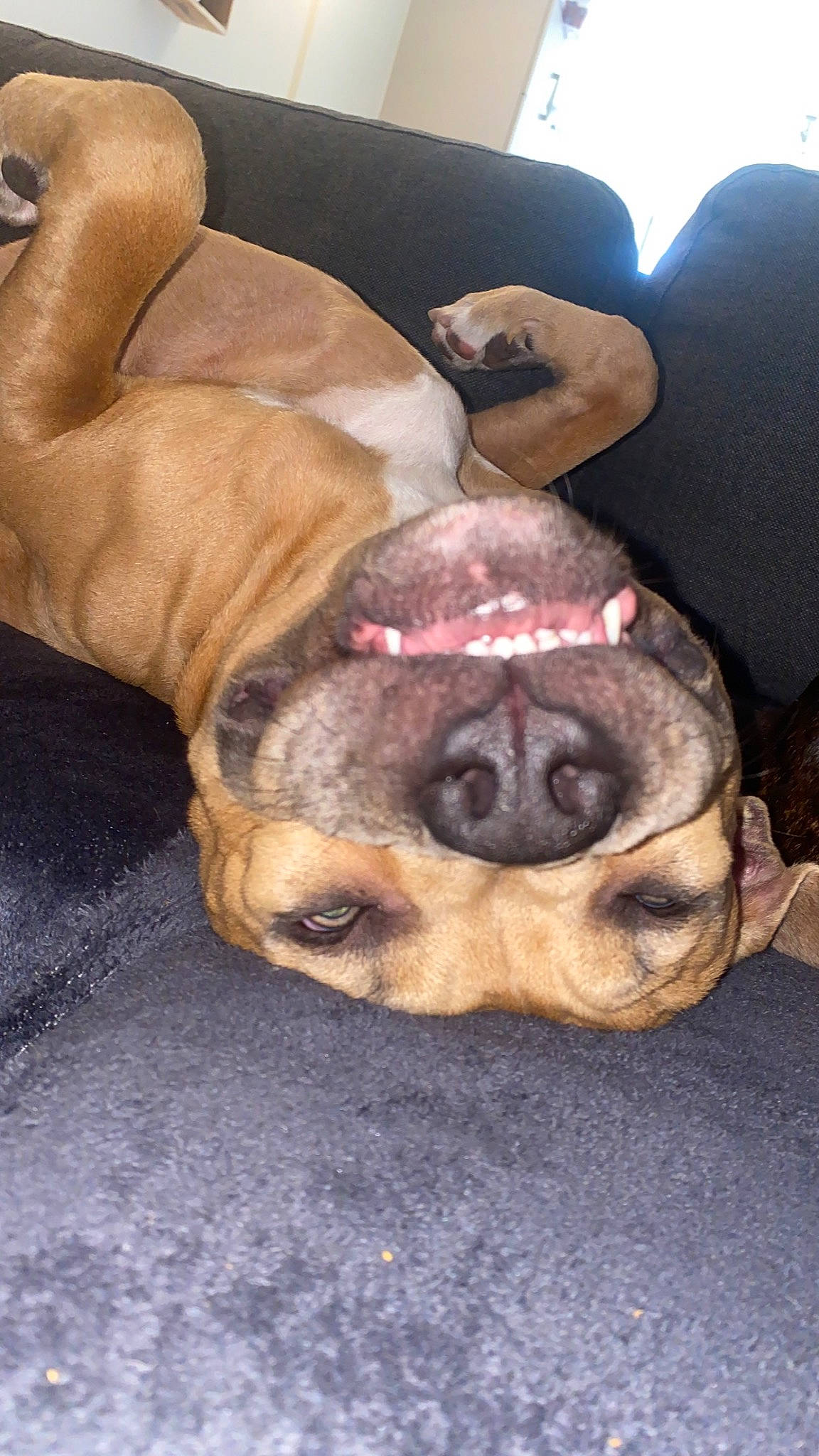 Brutus participe au concours pour gagner de l'argent avec cette photo : canidae, carnivore, collar, comfort, companion_dog, dog, dog_breed, dog_collar, fawn, fur, guard_dog, liver, molosser, paw, shar_pei, snout, sporting_group, whiskers, working_animal, wrinkle