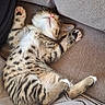 Peter participe au concours pour gagner de l'argent avec cette photo : kitten, cat, sleeping, tabby, paw, couch, furniture, cozy, nap, pet, fur, striped, whiskers, relaxing, indoor, adorable, cute, animal, domestic, resting