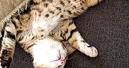 Peter a rejoint le concours — aidez-le/la à gagner de superbes lots ! cat, tabby_cat, sleeping, resting, couch, blanket, striped_blanket, indoor, feline, pet, fur, whiskers, relaxation, cozy, animal, paw, striped_fur, domestic_cat, home, comfort