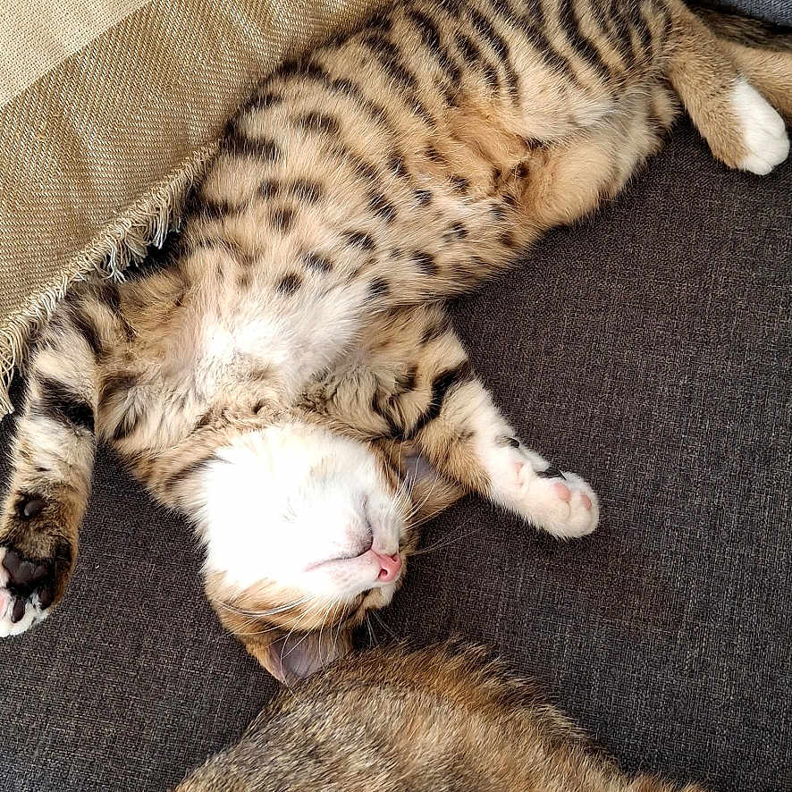 Peter a rejoint le concours — aidez-le/la à gagner de superbes lots ! cat, tabby_cat, sleeping, resting, couch, blanket, striped_blanket, indoor, feline, pet, fur, whiskers, relaxation, cozy, animal, paw, striped_fur, domestic_cat, home, comfort