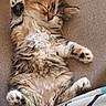 Peter participe au concours pour gagner de l'argent avec cette photo : kitten, cat, sleeping, fluffy, paw, cute, pet, animal, fur, relaxing, cozy, indoor, resting, small, adorable, tabby, soft, young, lying_down, peaceful