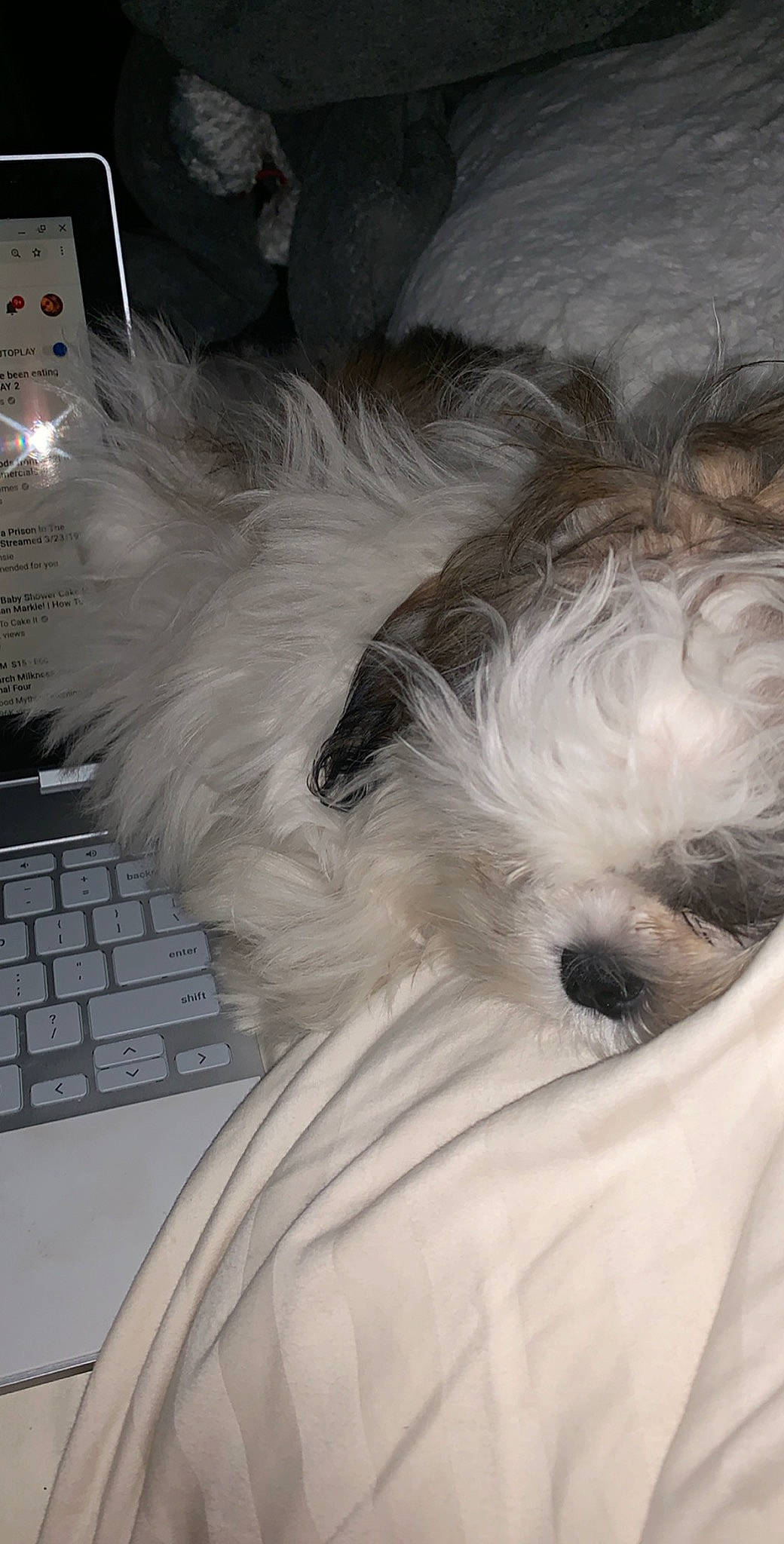 Cash is registered to the contest to win money with this photo: bolonka, canidae, carnivore, chinese_imperial_dog, companion_dog, coton_de_tulear, dog, dog_breed, havanese, kyi_leo, lhasa_apso, lowchen, maltepoo, maltese, mammal, puppy, schnoodle, shih_tzu, snout, tibetan_terrier