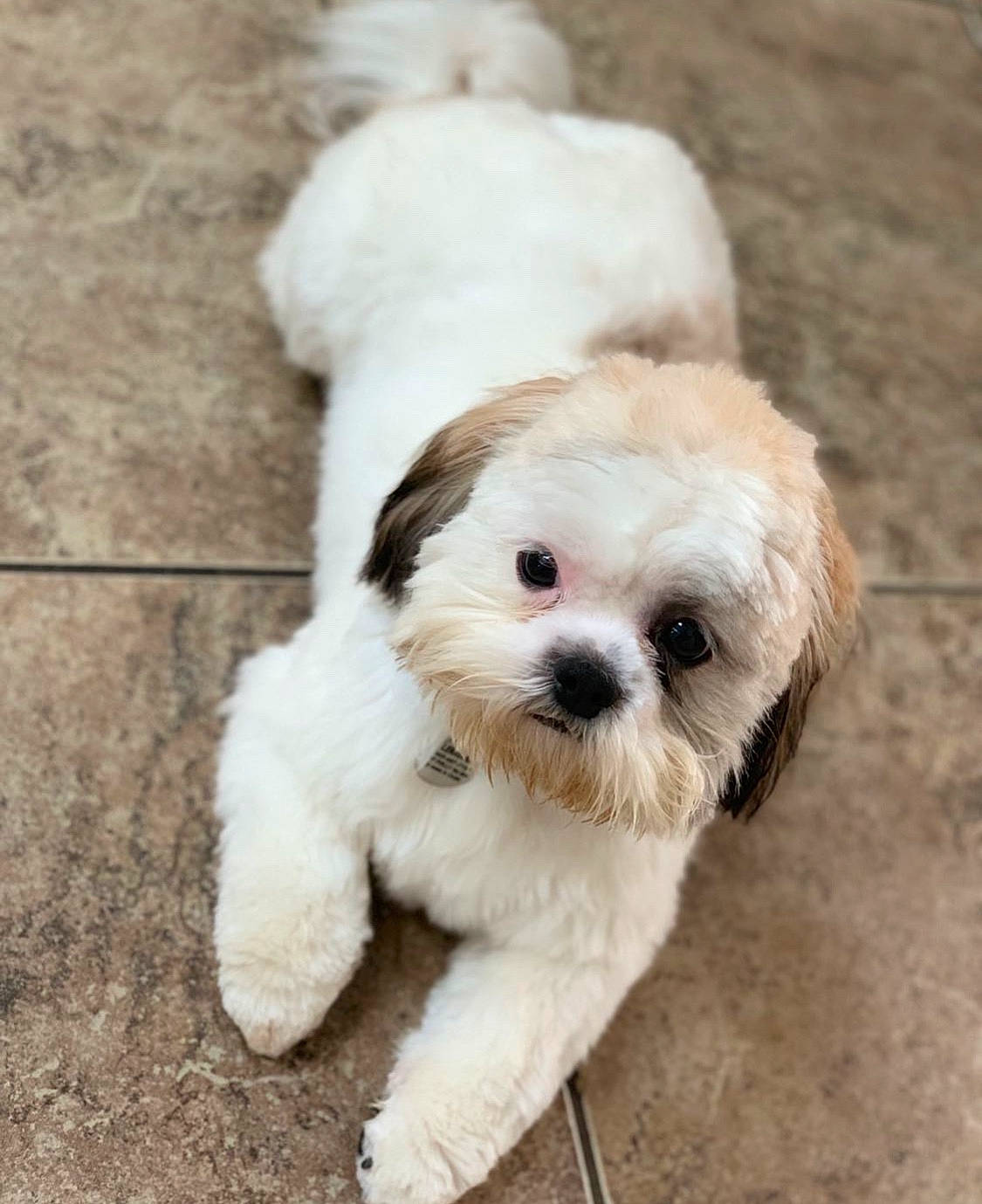 Cash joined the competition — help win amazing prizes! canidae, carnivore, chinese_imperial_dog, companion_dog, dog, dog_breed, havanese, kyi_leo, mal_shi, maltepoo, maltese, mammal, nose, poodle_crossbreed, puppy, schnoodle, shih_poo, shih_tzu, skin, vertebrate