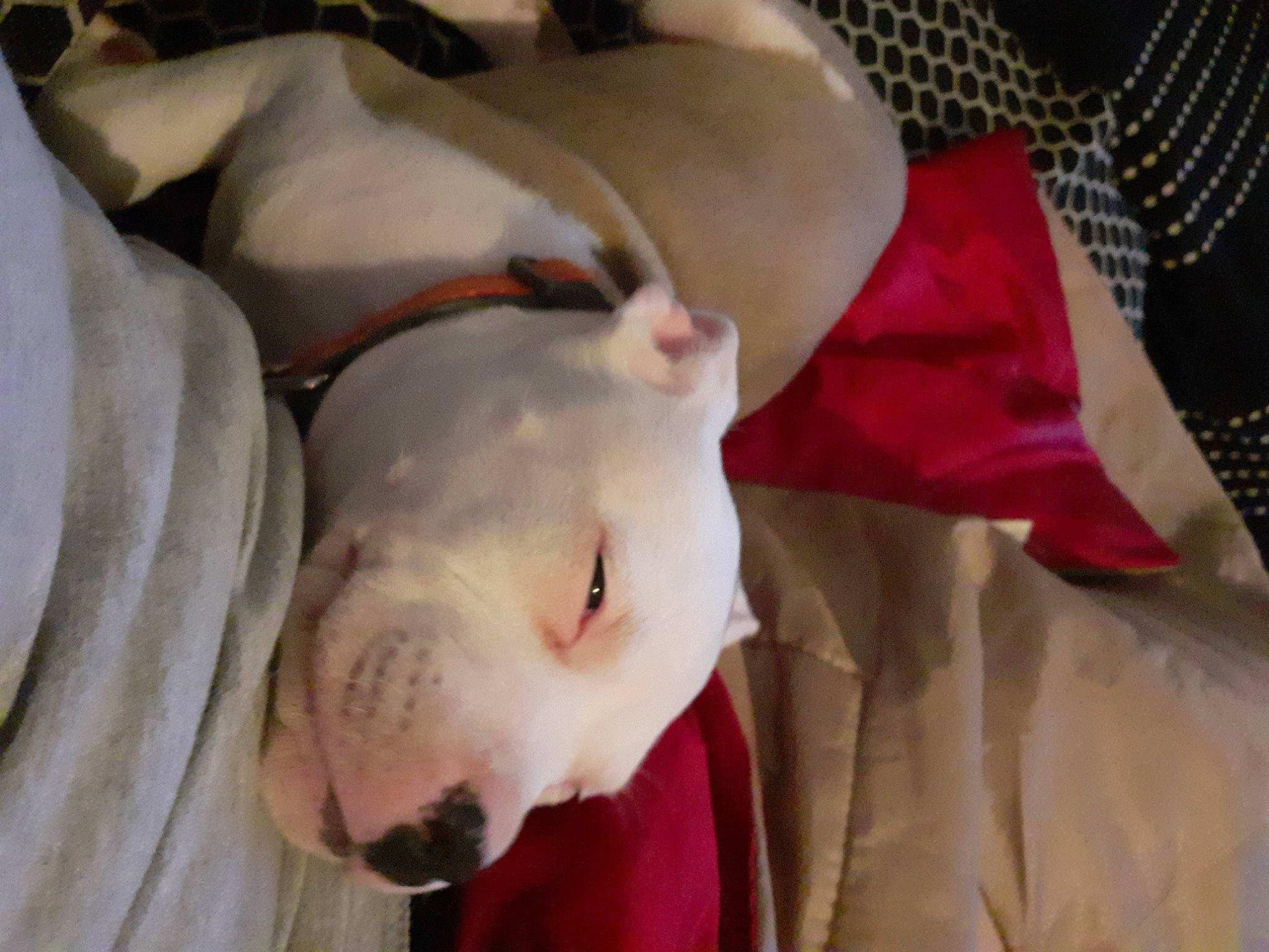 Tash a rejoint le concours — aidez-le/la à gagner de superbes lots ! american_bulldog, american_pit_bull_terrier, bull_terrier, bull_terrier_miniature, bulldog, canidae, carnivore, dog, dog_breed, dogo_argentino, ear, fawn, head, mammal, mouth, non_sporting_group, nose, pit_bull, skin, snout