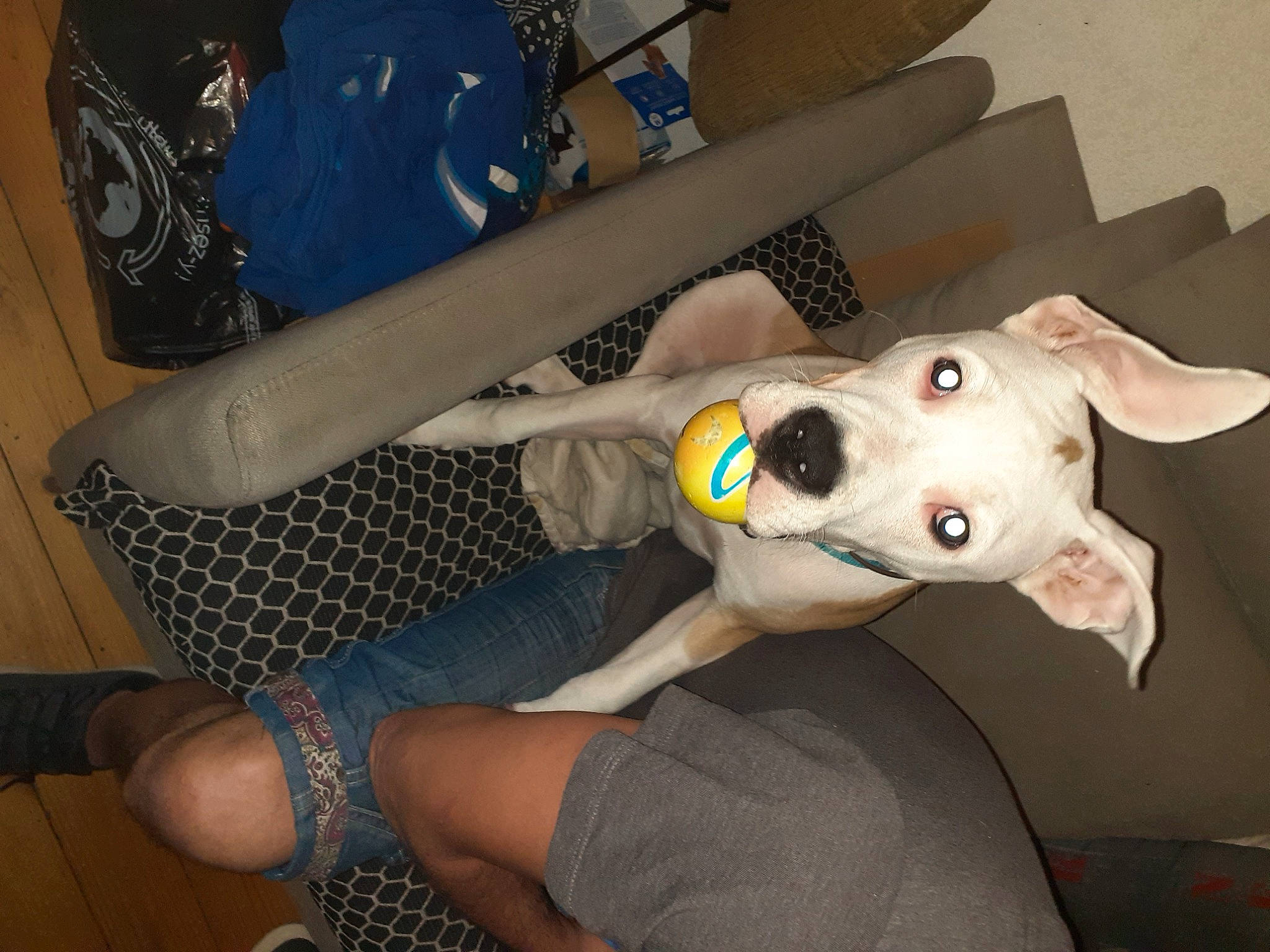 Tash participe au concours pour gagner de l'argent avec cette photo : canidae, carnivore, dog, dog_breed, fawn, feist, italian_greyhound, non_sporting_group