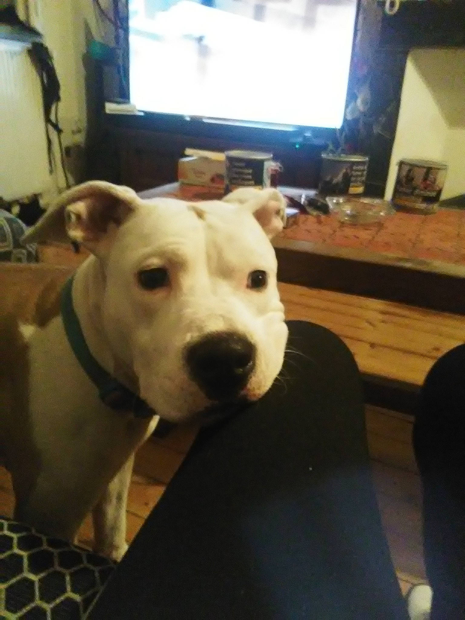 Tash a rejoint le concours — aidez-le/la à gagner de superbes lots ! american_bulldog, american_pit_bull_terrier, american_staffordshire_terrier, bulldog, bully_kutta, canidae, carnivore, cordoba_fighting_dog, dog, dog_breed, dogo_argentino, dogo_guatemalteco, fawn, mammal, non_sporting_group, pit_bull, snout, staffordshire_bull_terrier, vertebrate