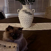 Chocolate joined the competition — help win amazing prizes! cat, fluffy_cat, chair, wooden_table, vase, green_leaves, window_blinds, indoor, furniture, decor, pet, animal, table_decorator, beige, brown, dark_fur, home, cozy, quiet, still_life