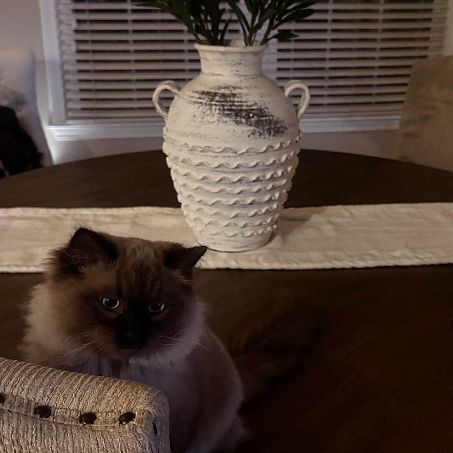 Chocolate joined the competition — help win amazing prizes! cat, fluffy_cat, chair, wooden_table, vase, green_leaves, window_blinds, indoor, furniture, decor, pet, animal, table_decorator, beige, brown, dark_fur, home, cozy, quiet, still_life