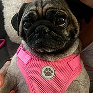 Chanel joined the competition — help win amazing prizes! animal, big_eyes, canine, close_up, companion, cute, dog, domestic_animal, face, furry, hand, holding, indoor, muzzle, person, pet, pink_harness, portrait, pug, wrinkles