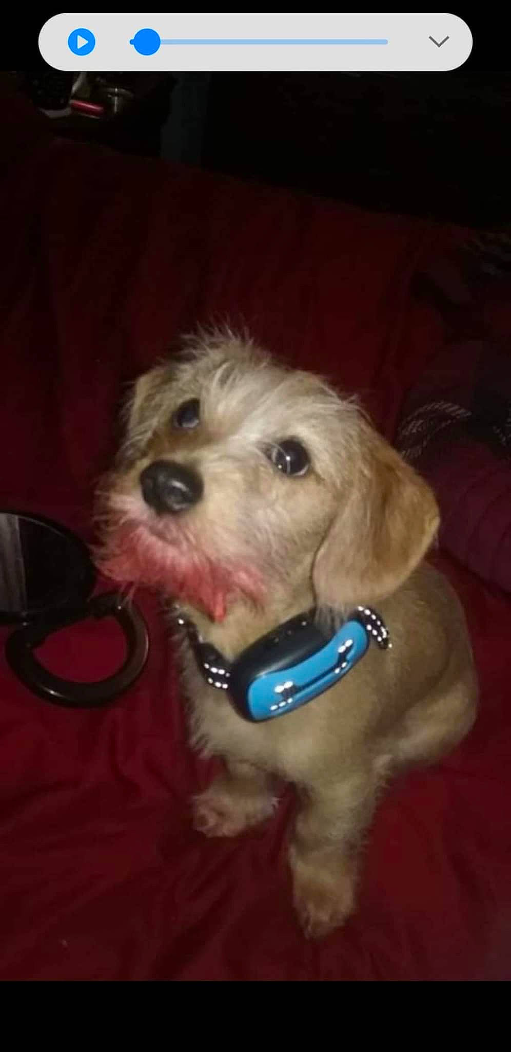 Sir Toodles is registered to the contest to win money with this photo: canidae, carnivore, collar, companion_dog, dog, dog_breed, dog_collar, dog_supply, ear, fawn, fur, labradoodle, pet_supply, small_terrier, snout, sporting_group, terrier, toy_dog, water_dog, working_animal